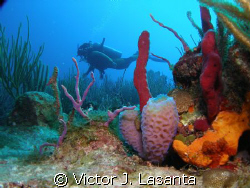 my friend odalis enjoy the mermaid point reef dive site a... by Victor J. Lasanta 